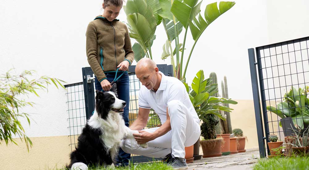 Dr. Sauer untersucht Hund